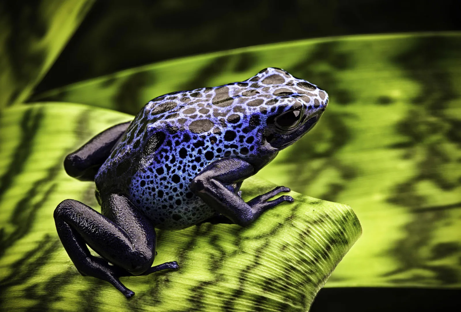 25 interesting facts about Frogs