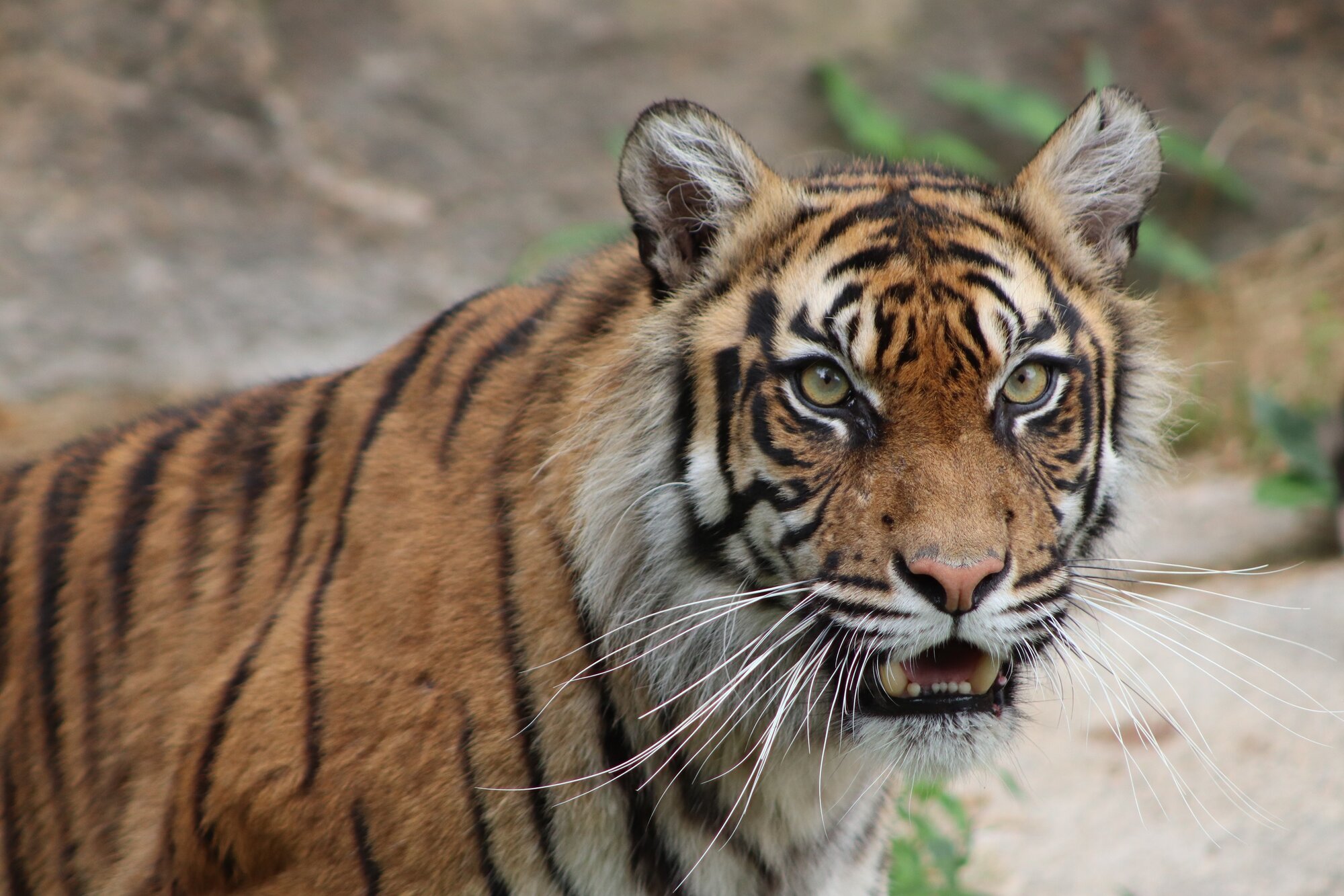 30 interesting facts about Tigers