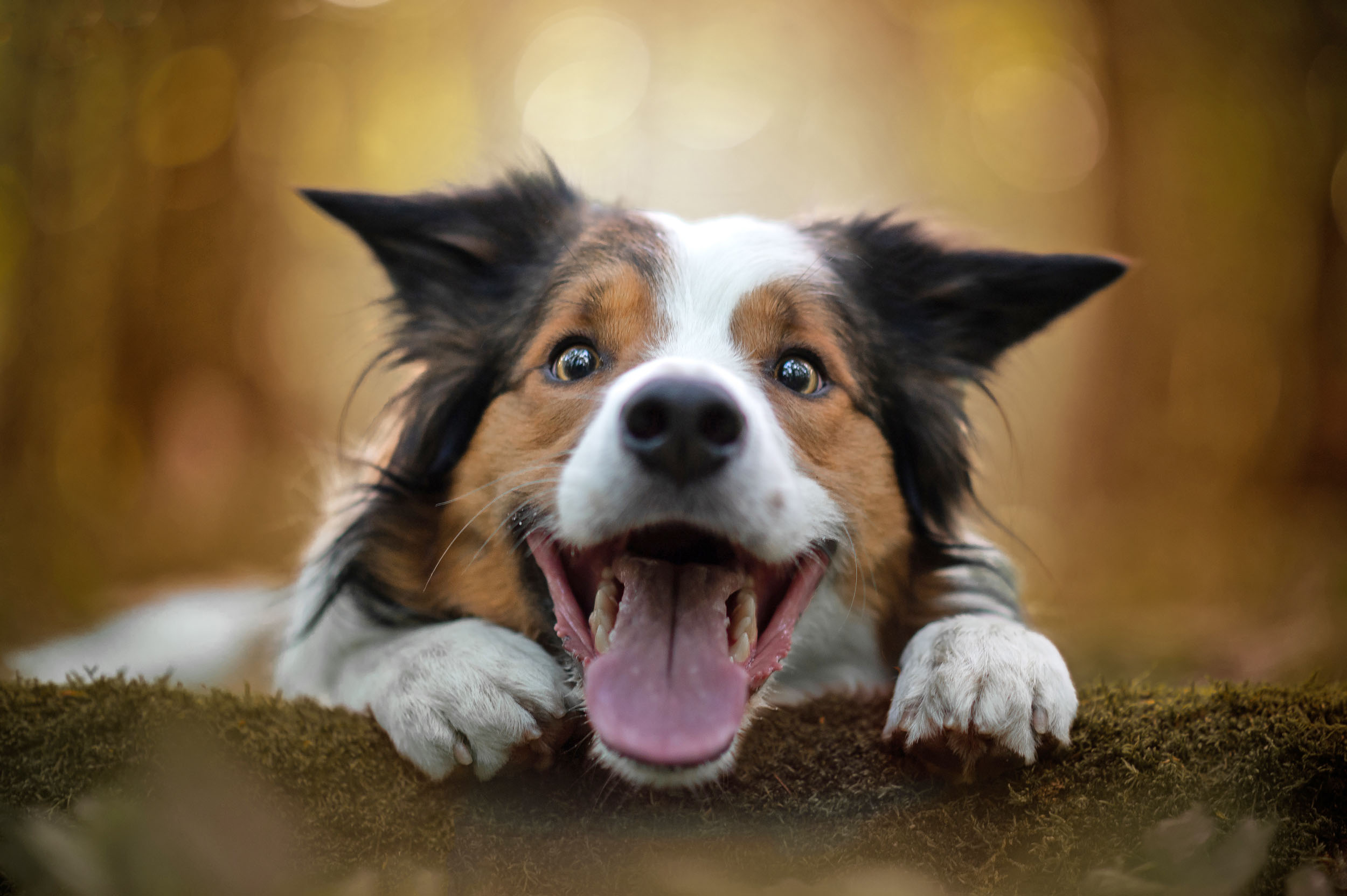 30 interesting facts about dogs
