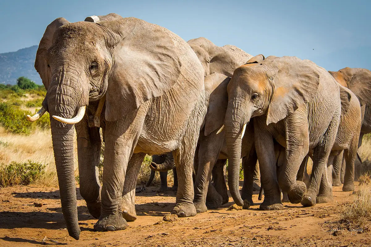 28 interesting facts about elephants