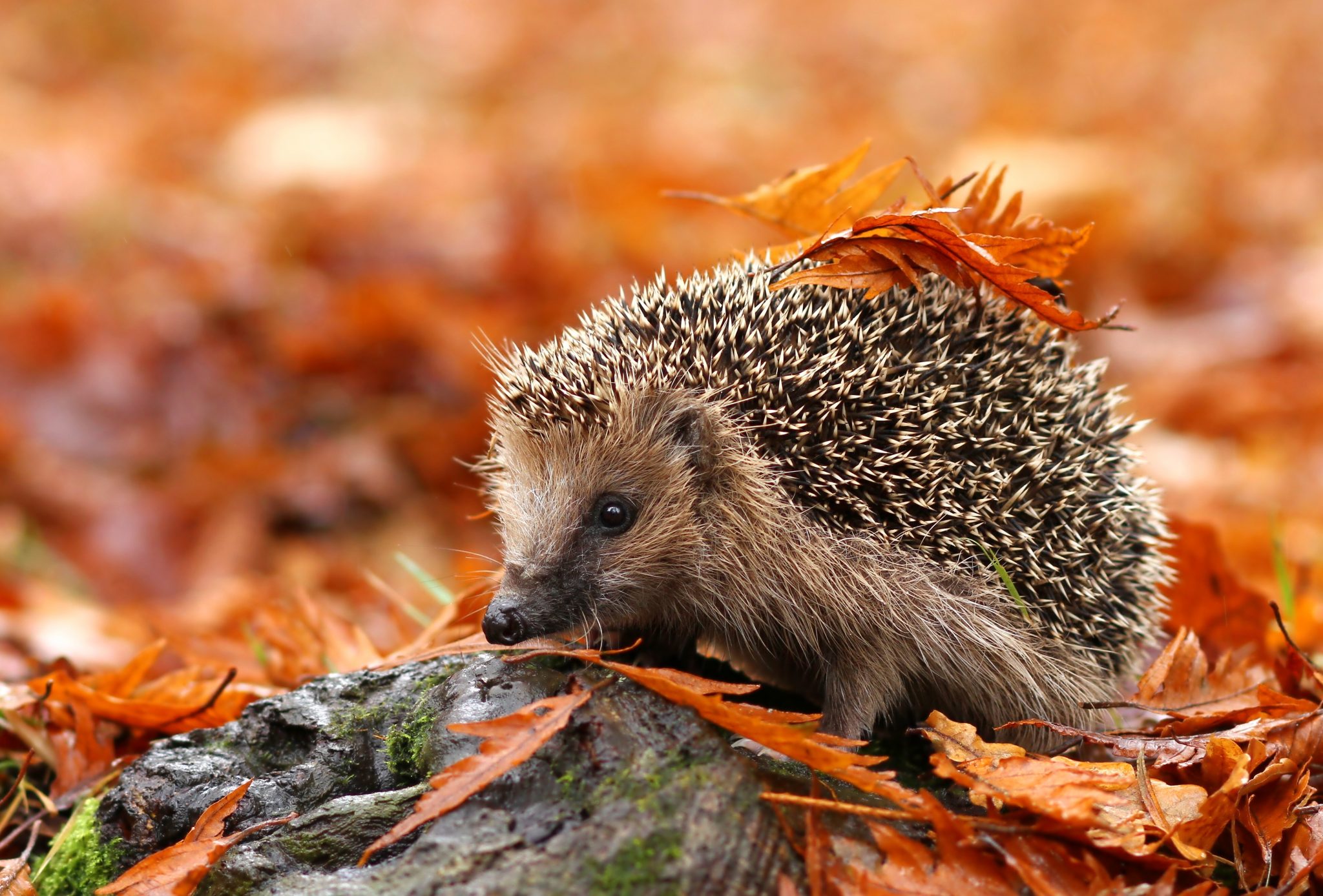 25 interesting facts about hedgehog