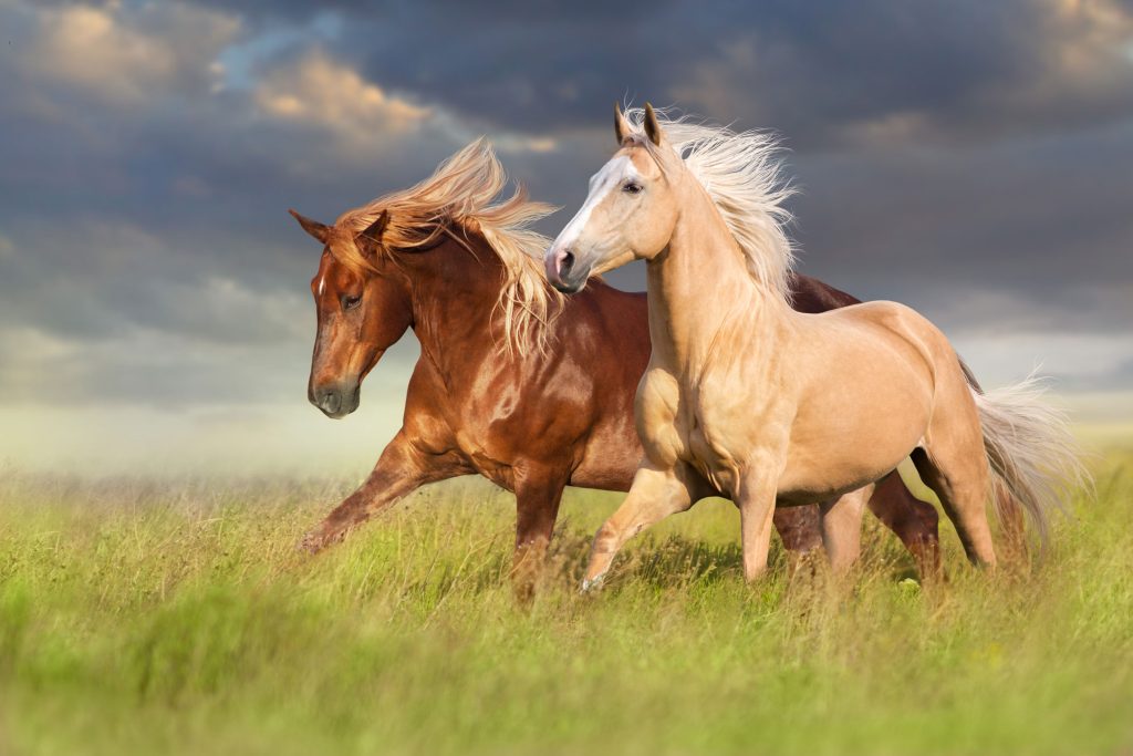 25 interesting facts about horses ᐈ MillionFacts