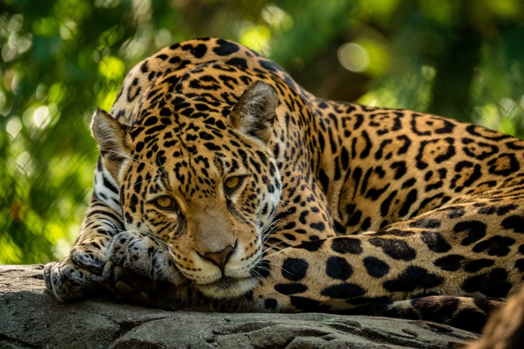 25 interesting facts about jaguars ᐈ MillionFacts