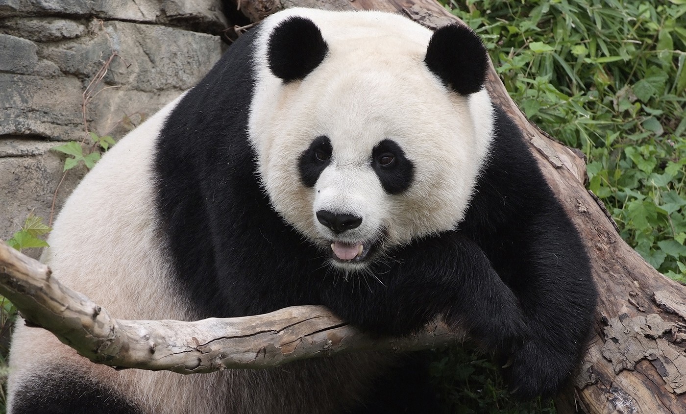 31 interesting facts about panda
