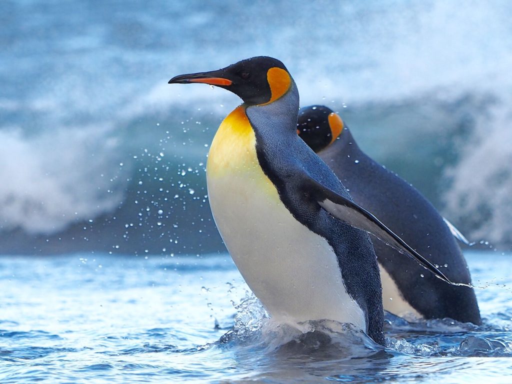 24 interesting facts about Penguins ᐈ MillionFacts