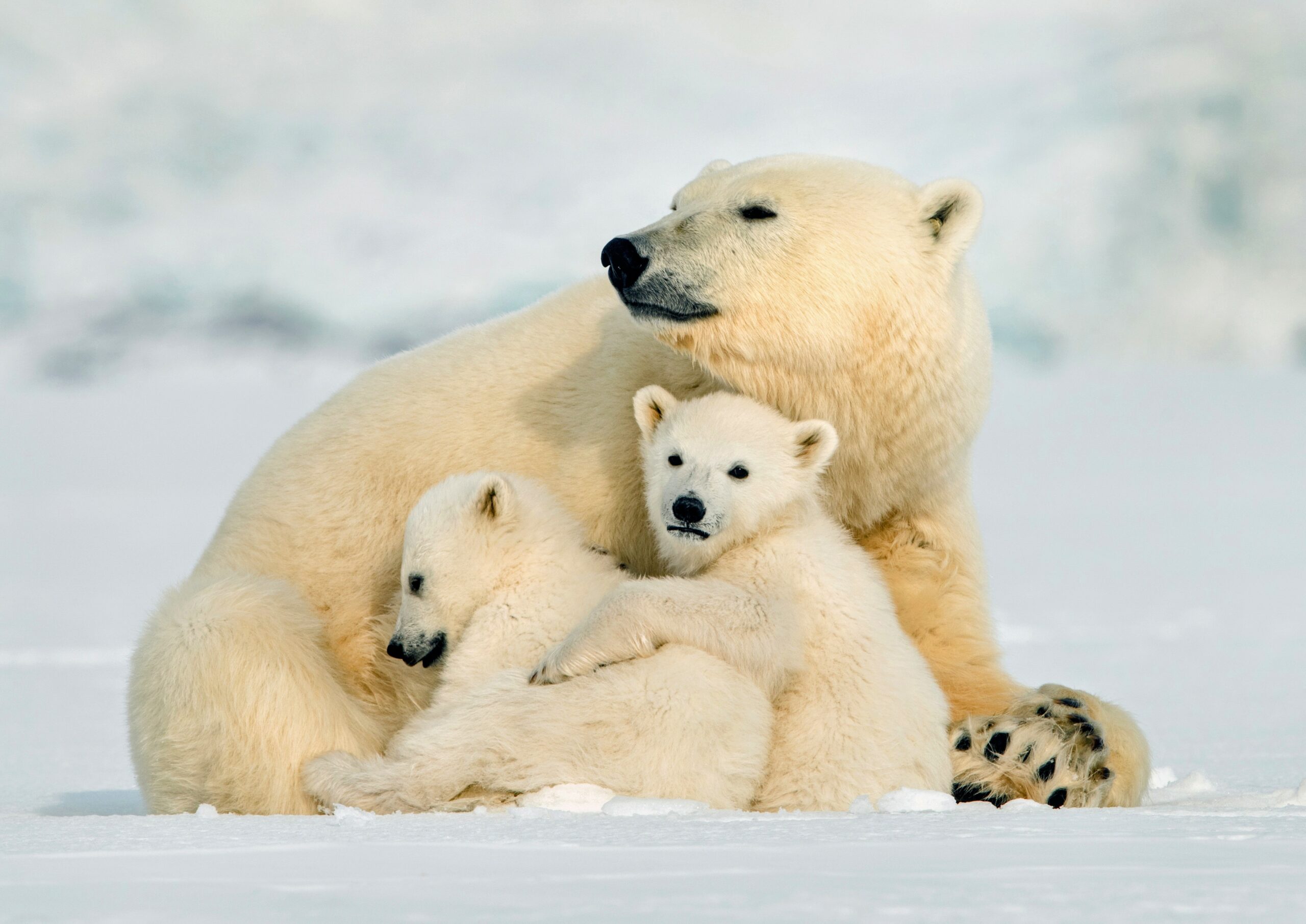 13 interesting facts about Polar bear
