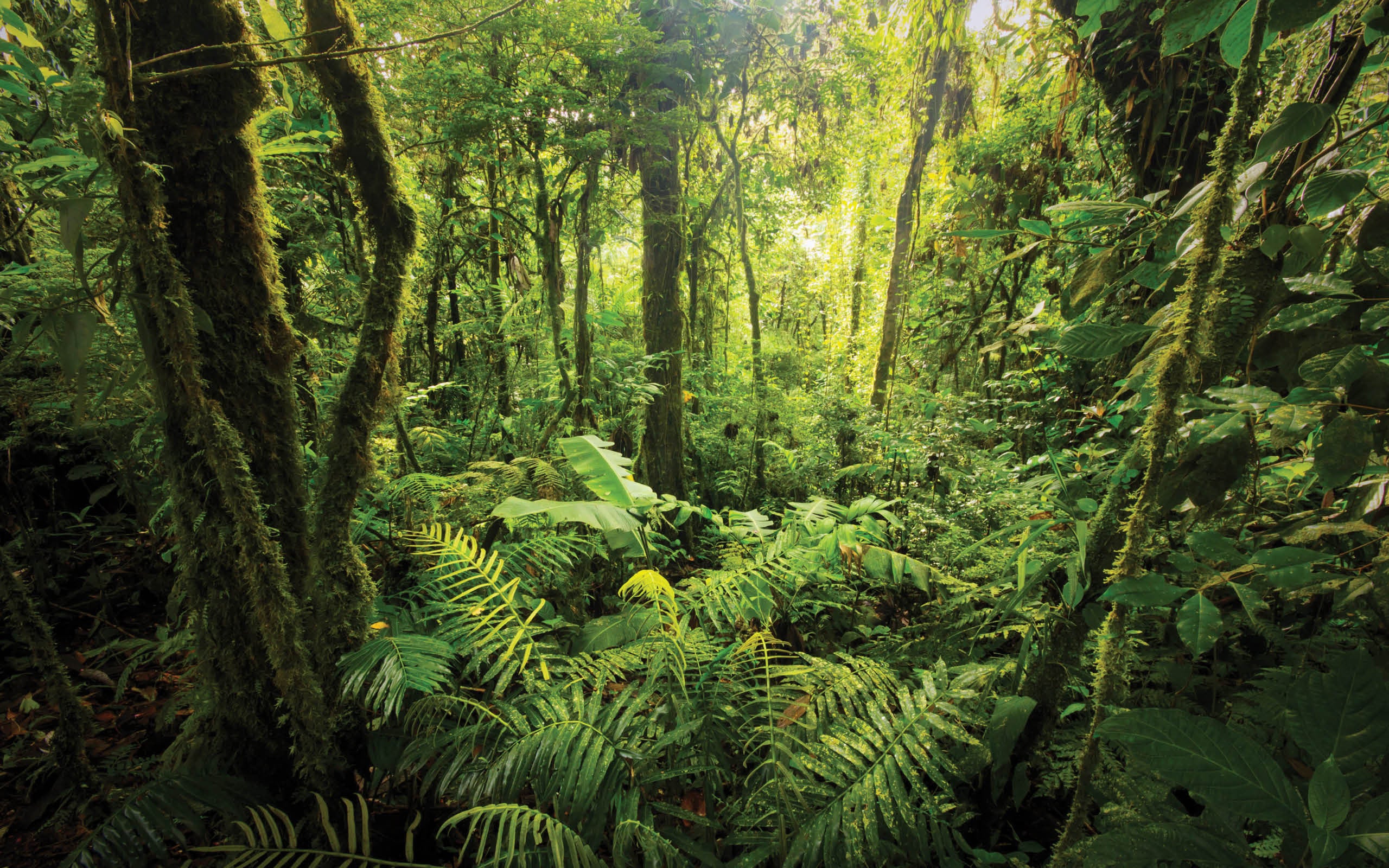 8 interesting facts about rainforests