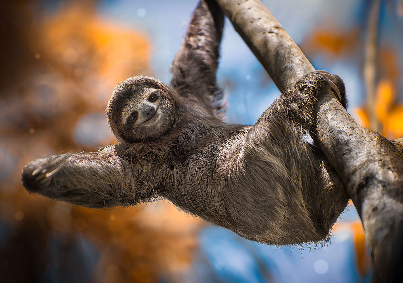 10 interesting facts about Sloths