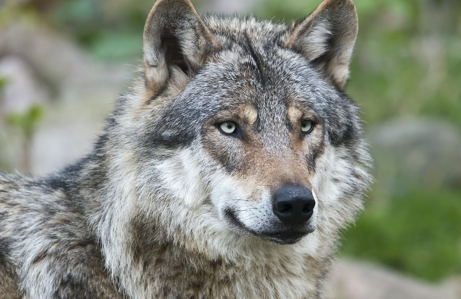 31 interesting facts about Wolves ᐈ 💡 MillionFacts 🌵