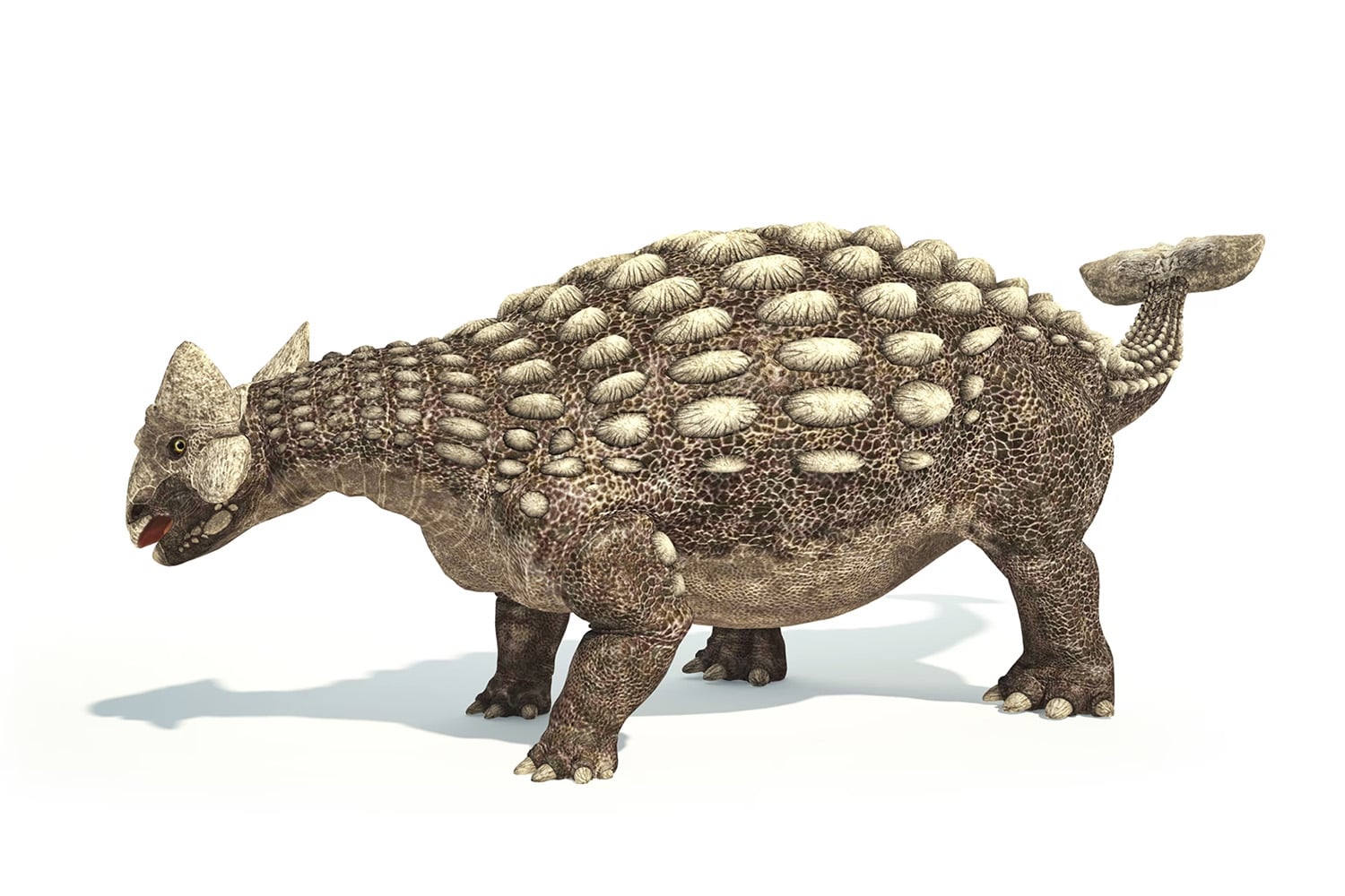 17 interesting facts about Ankylosaurus