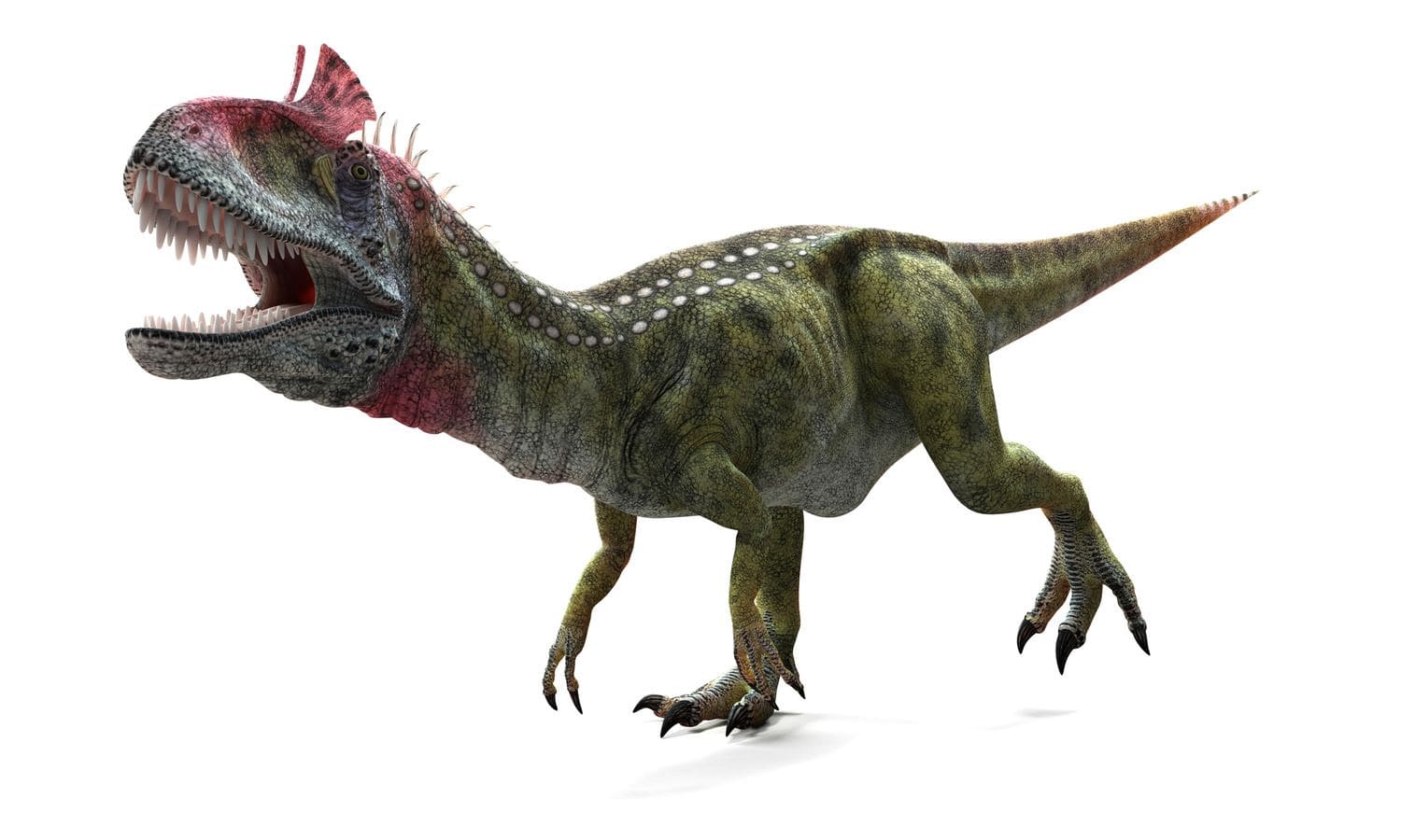 25 interesting facts about Cryolophosaurus