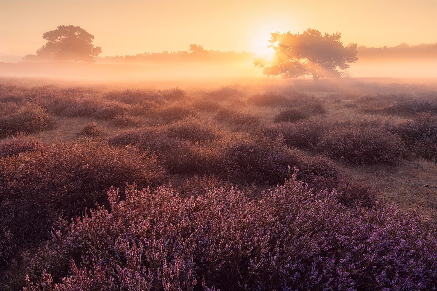 31 interesting facts about Heathlands