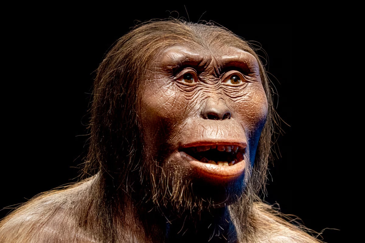 24 interesting facts about Lucy (Australopithecus afarensis)