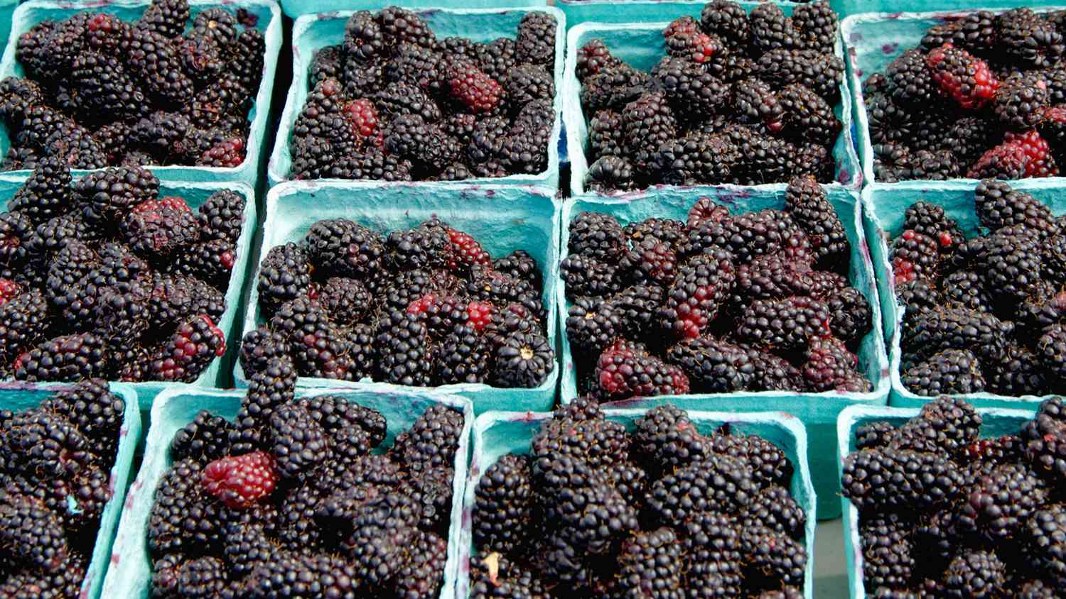 34 interesting facts about Marionberry