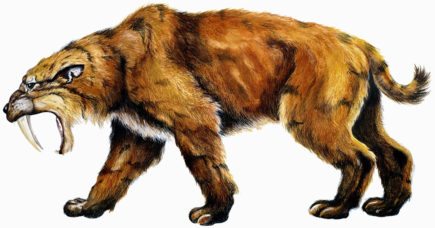 18 interesting facts about Saber-toothed Cats