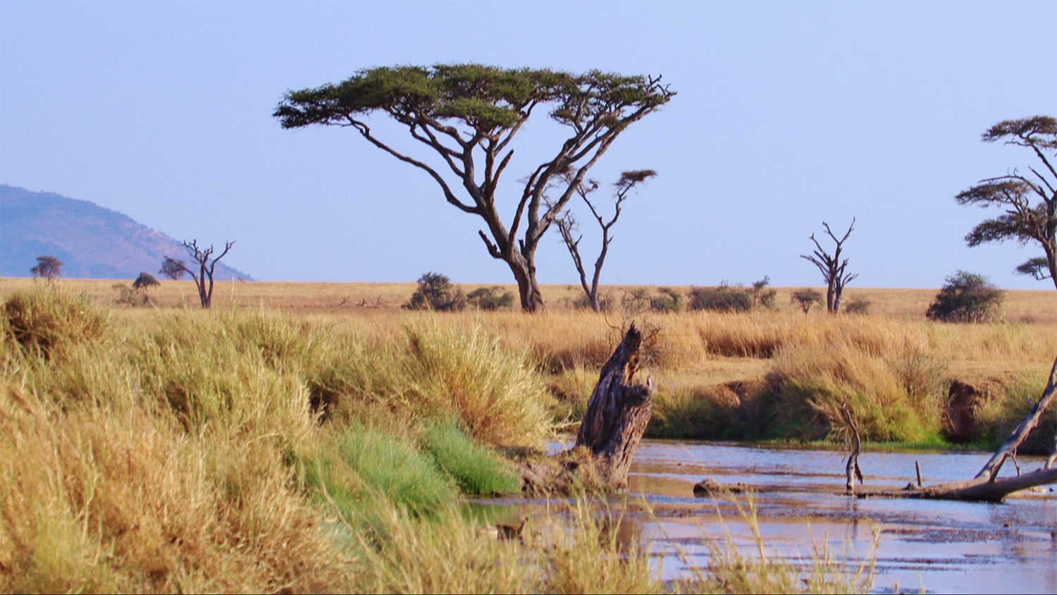 23 interesting facts about Serengeti ecosystem