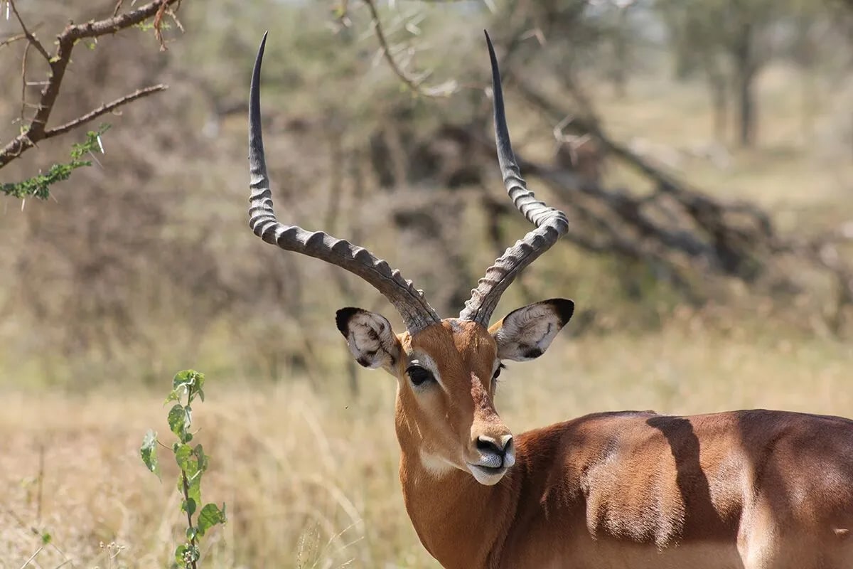 28 interesting facts about antelopes