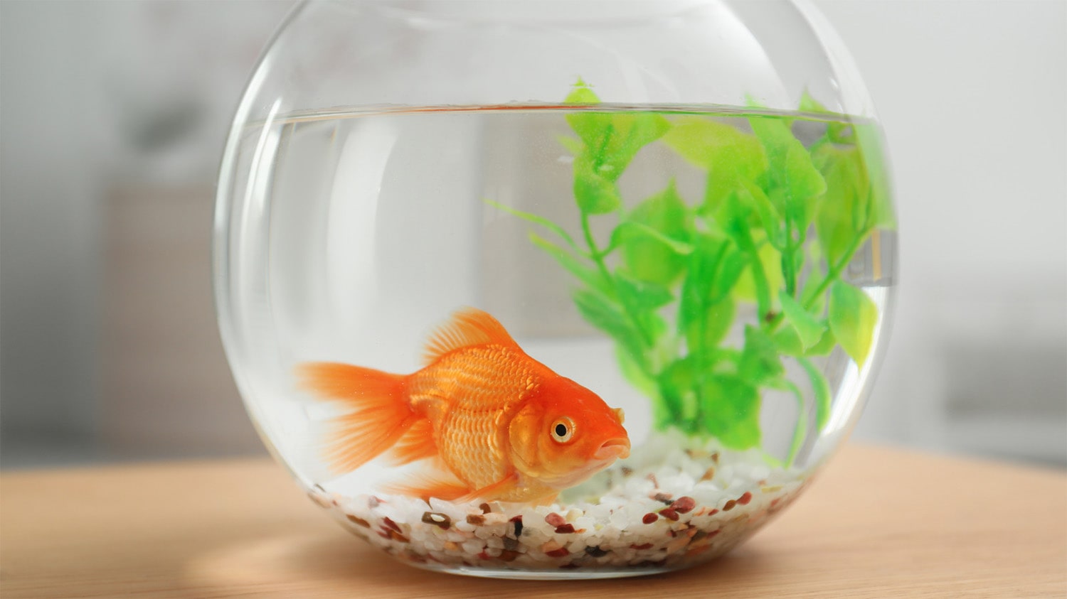 27 interesting facts about goldfish