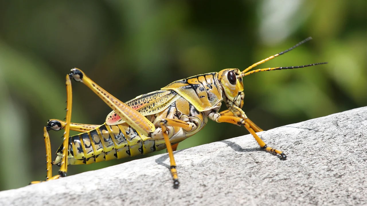 31 interesting facts about grasshoppers