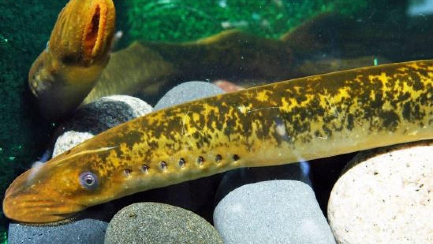 27 interesting facts about lampreys