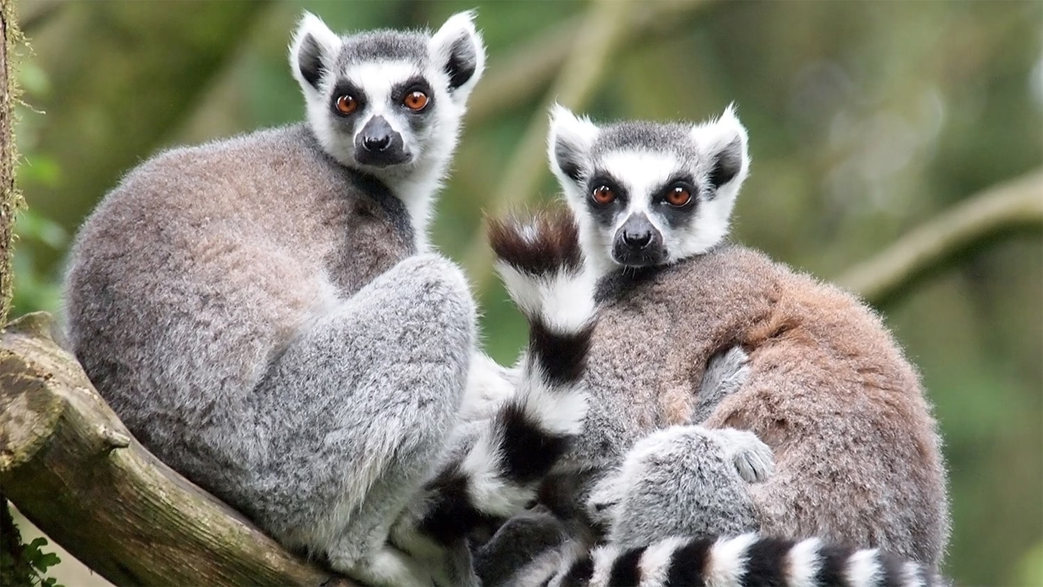 32 interesting facts about lemurs
