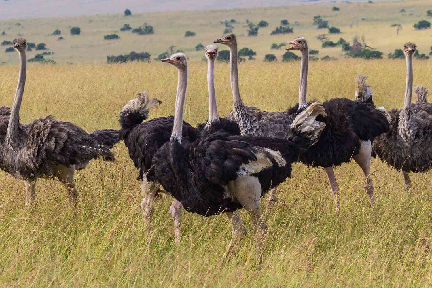 35 interesting facts about ostriches