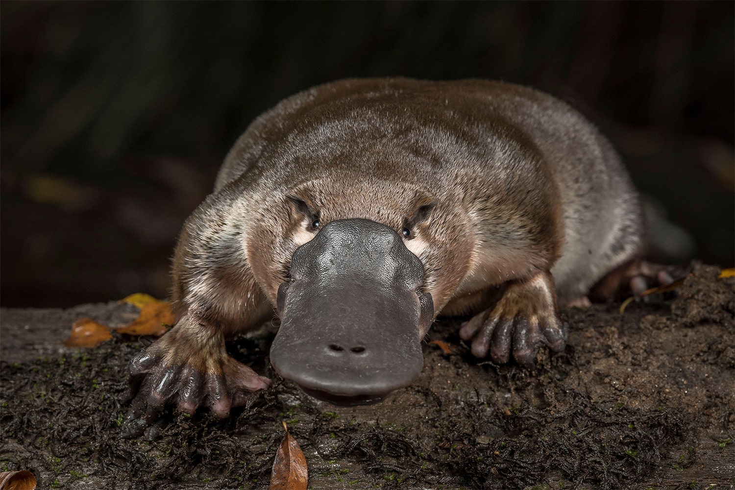33 interesting facts about platypuses