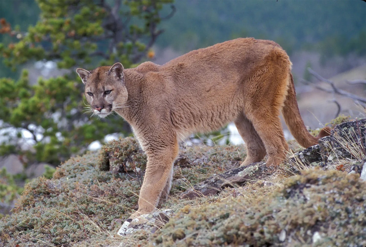 28 interesting facts about pumas