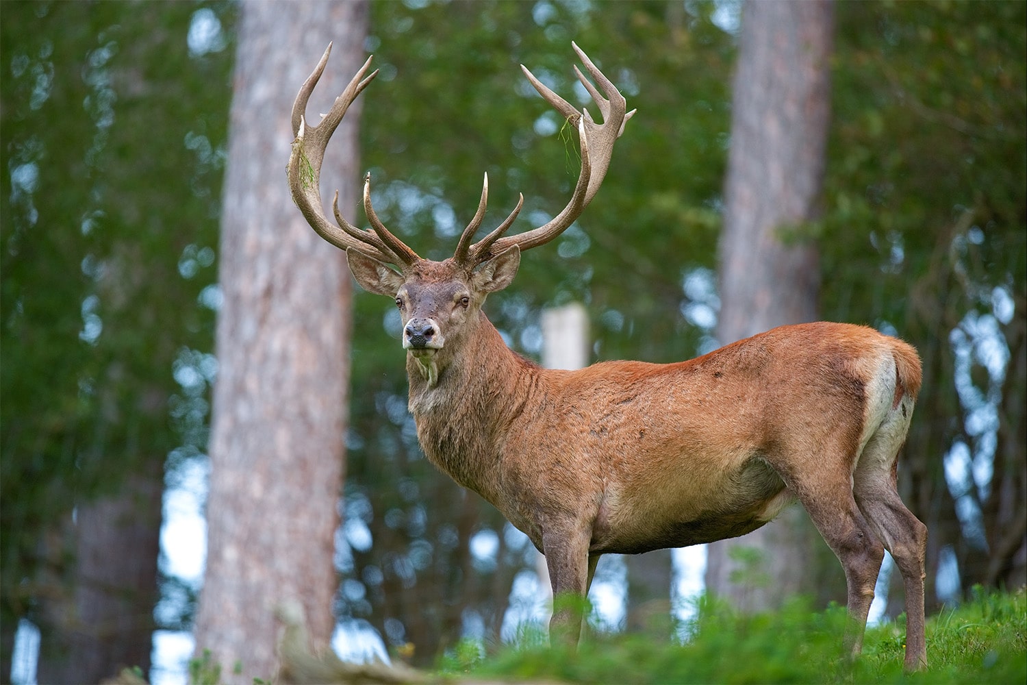 30 interesting facts about red deer