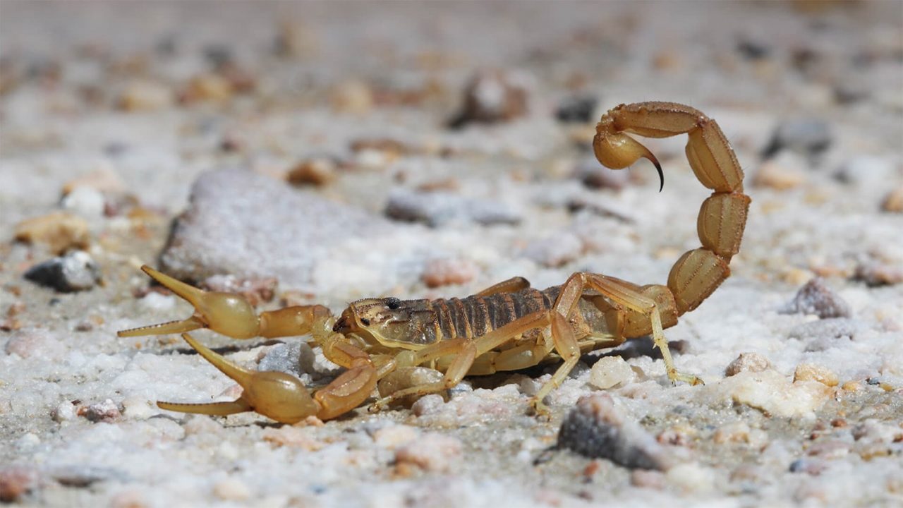 39 interesting facts about scorpions ᐈ 💡 MillionFacts 🌵