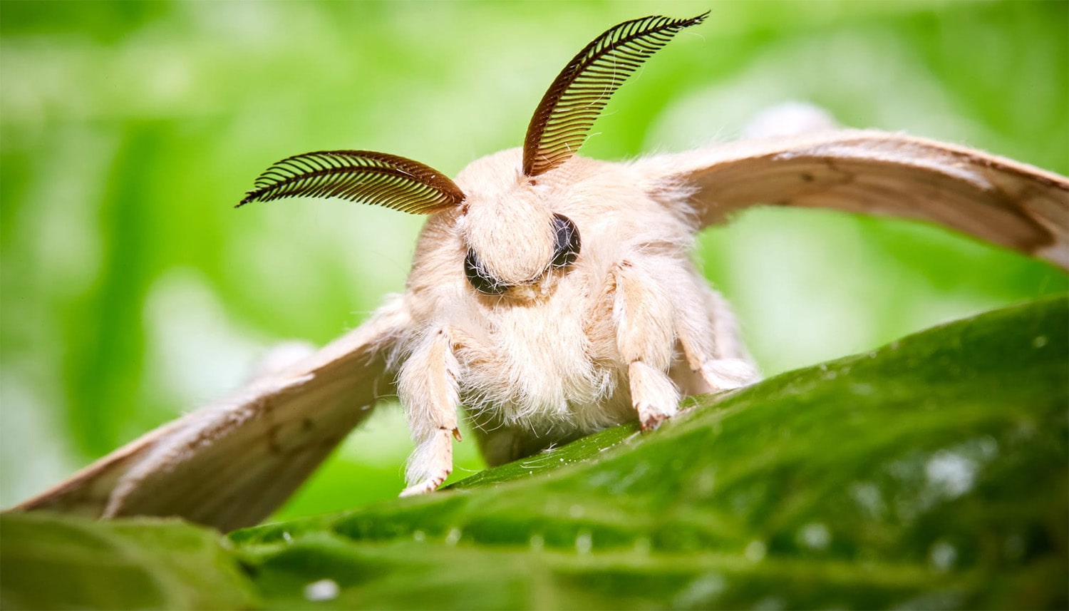 32 interesting facts about silk moths