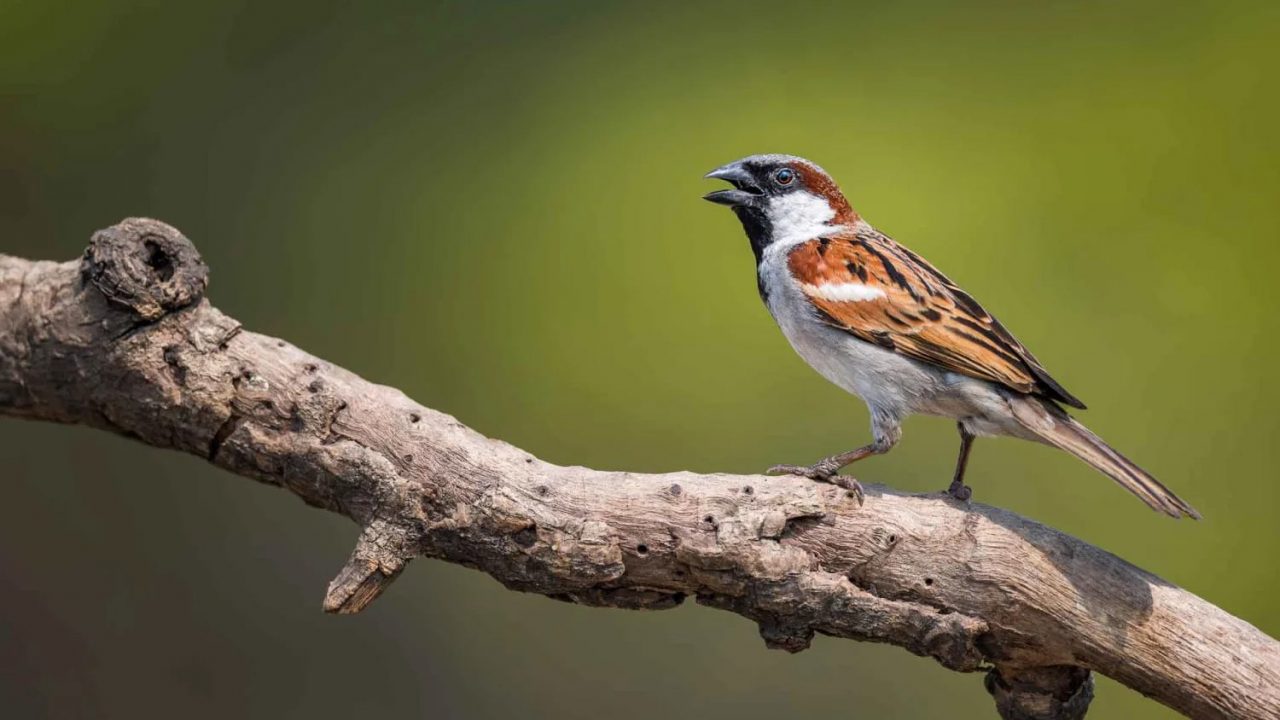 36 interesting facts about sparrows ᐈ 💡 MillionFacts 🌵