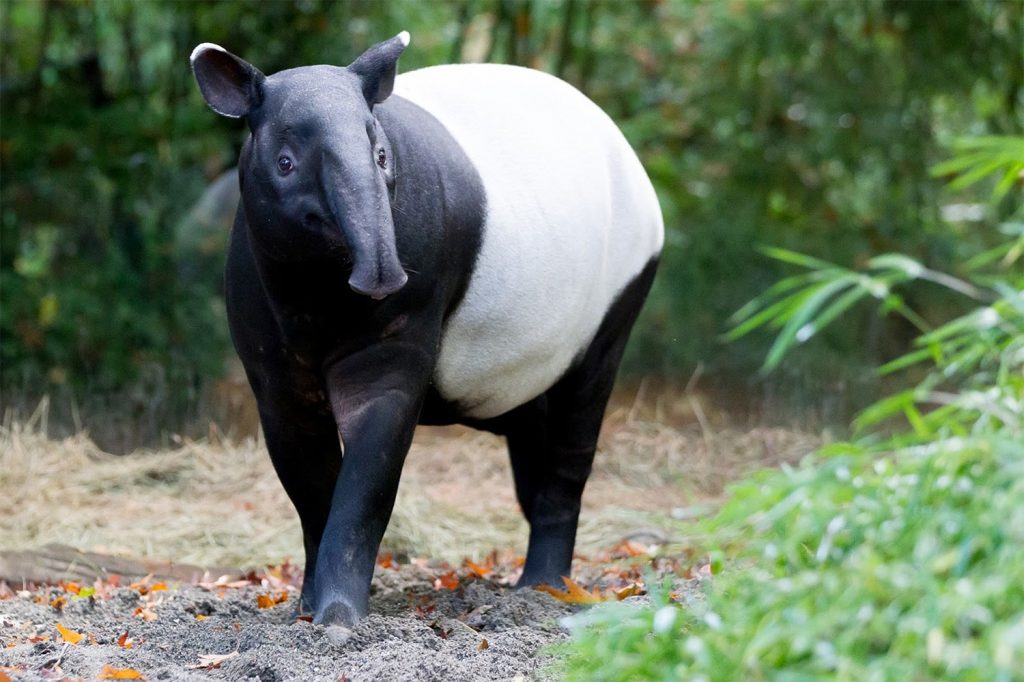 37 interesting facts about tapirs ᐈ 💡 MillionFacts 🌵