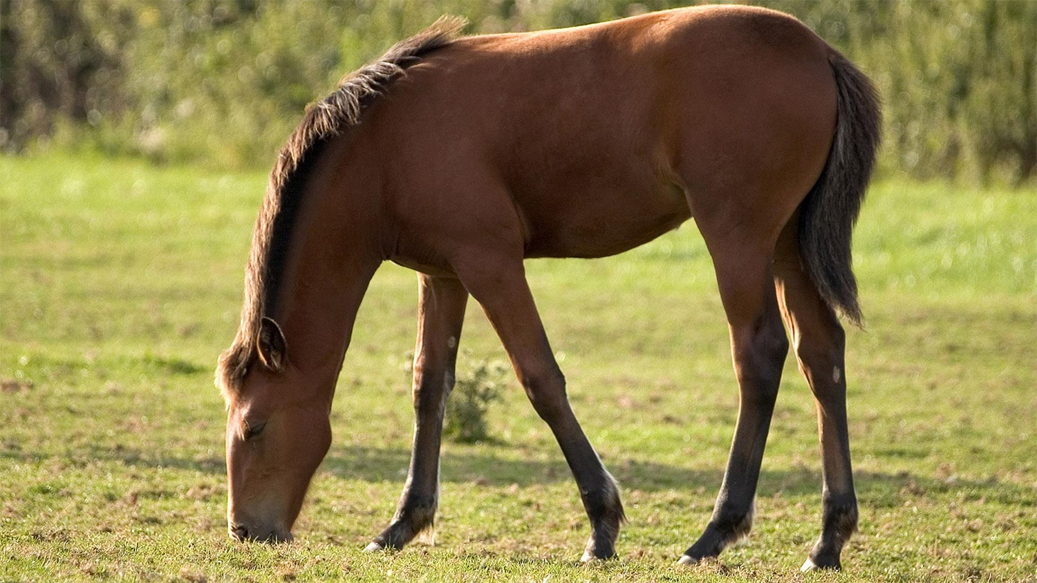 28 interesting facts about thoroughbreds