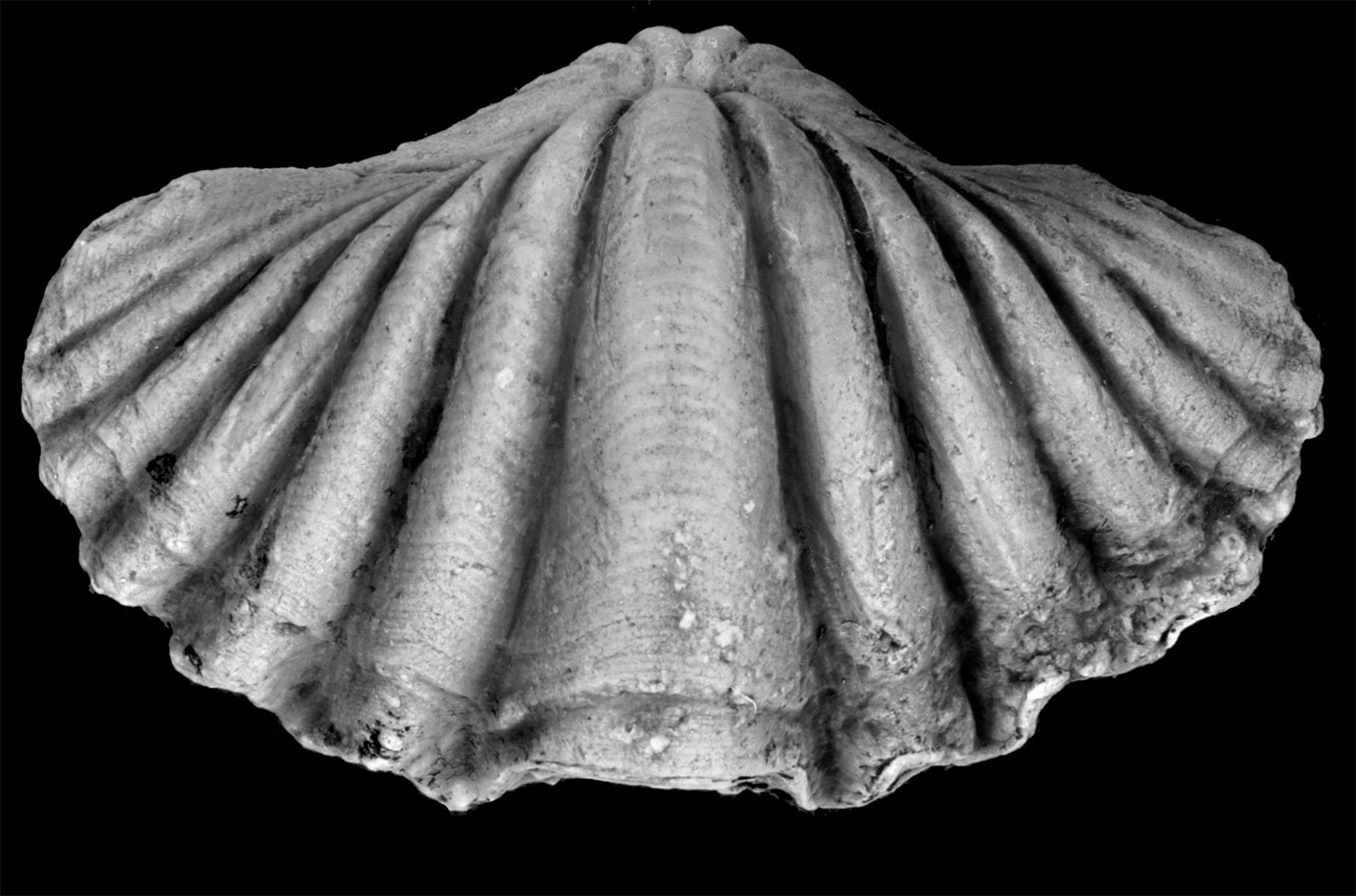 25 interesting facts about brachiopods