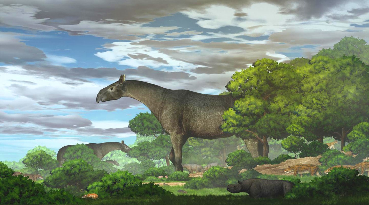 22 interesting facts about Paraceratherium (giant rhinoceros)