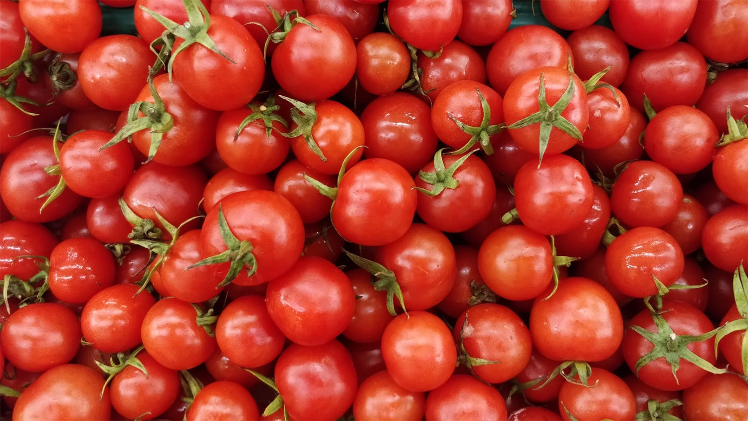 30 interesting facts about tomato