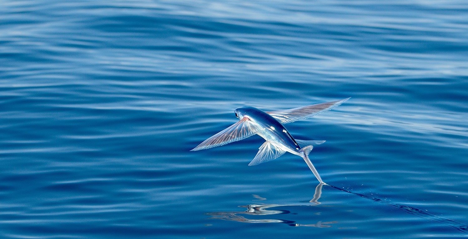 37 interesting facts about flying fish