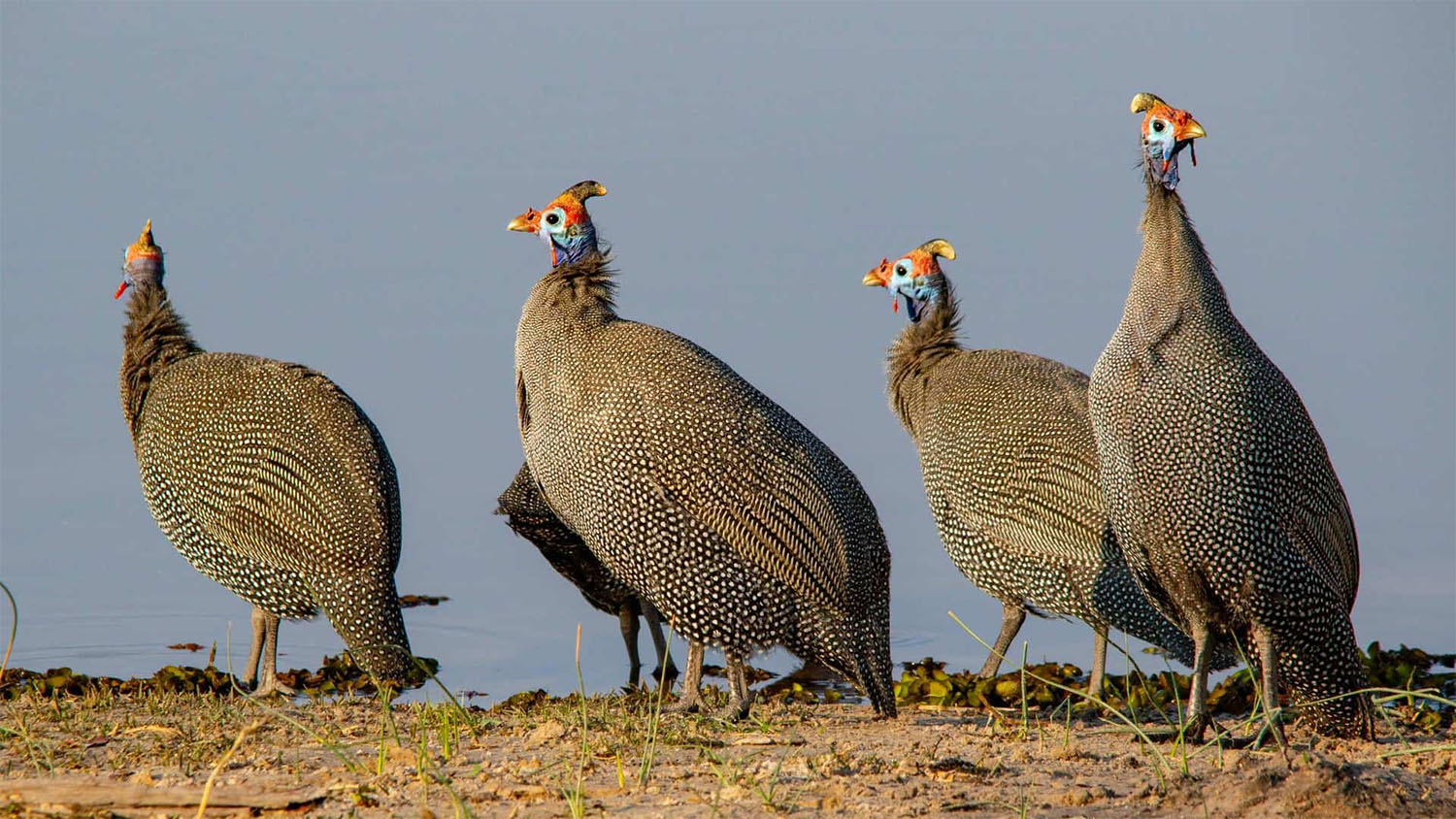 34 interesting facts about guinea fowls