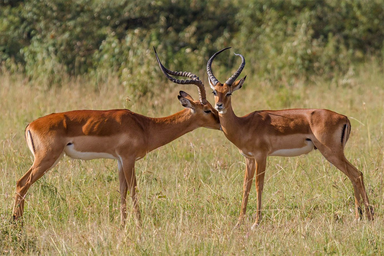 34 interesting facts about impalas
