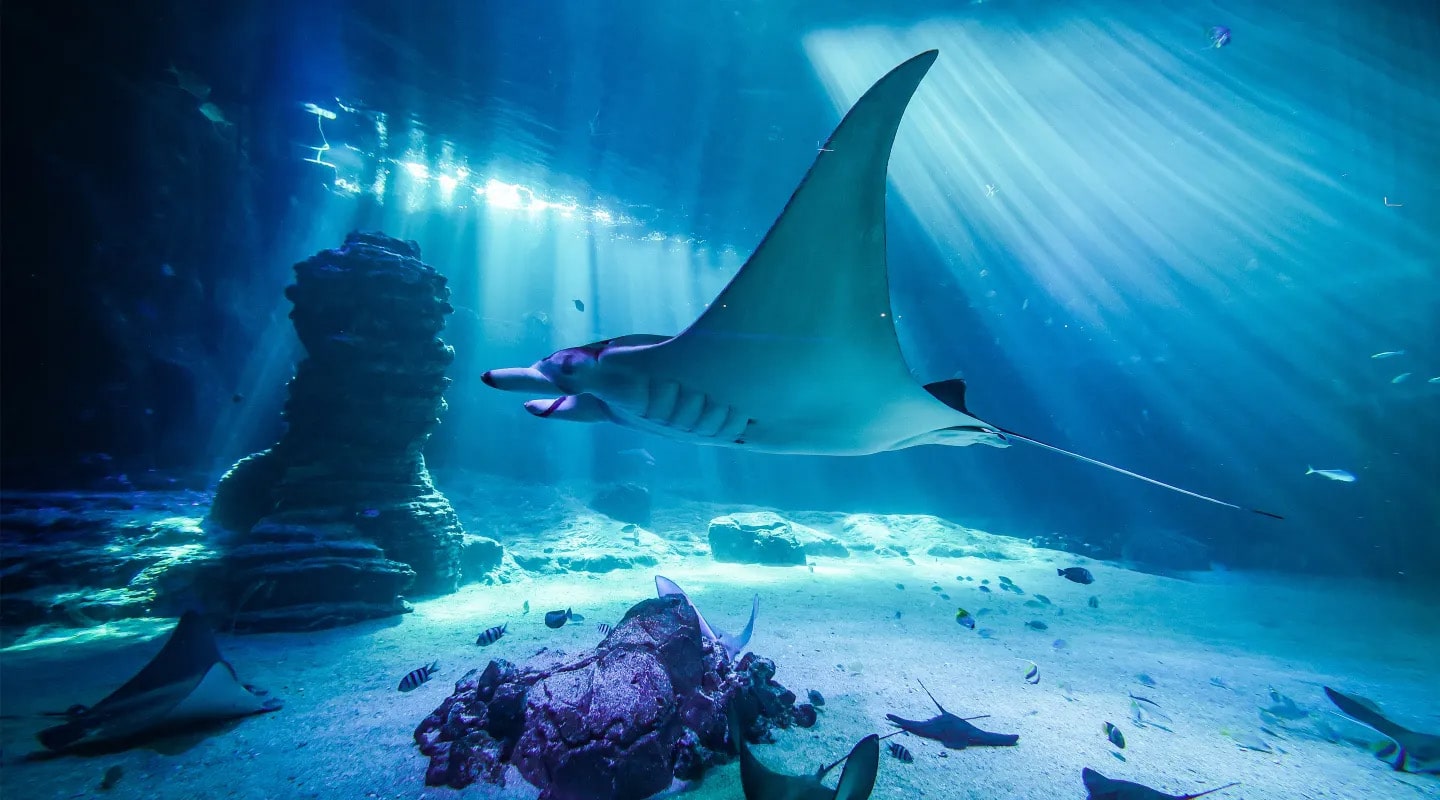 36 interesting facts about manta rays