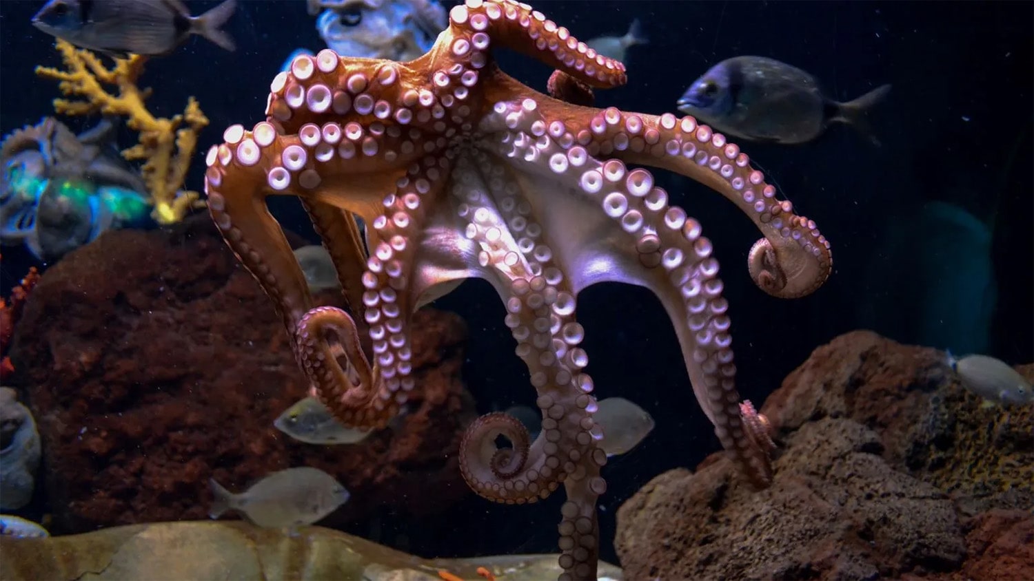 37 interesting facts about octopuses