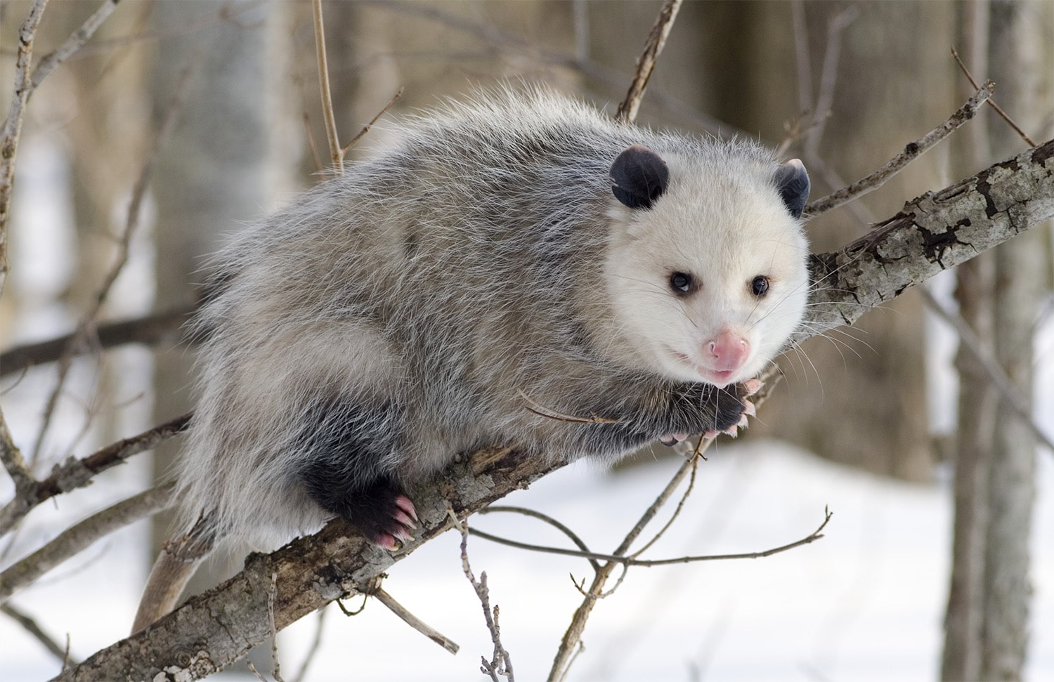 32 interesting facts about opossums