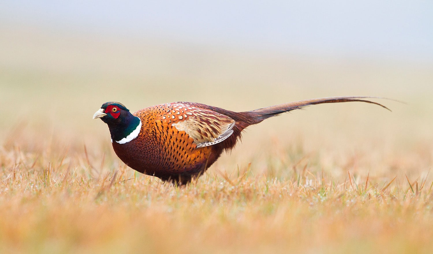 38 interesting facts about pheasants
