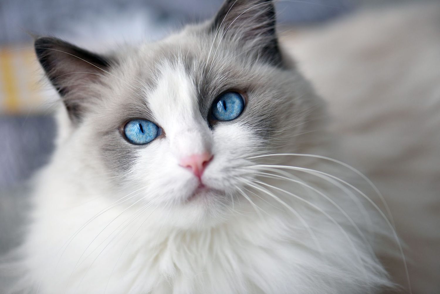 32 interesting facts about Ragdolls (a type of cat)