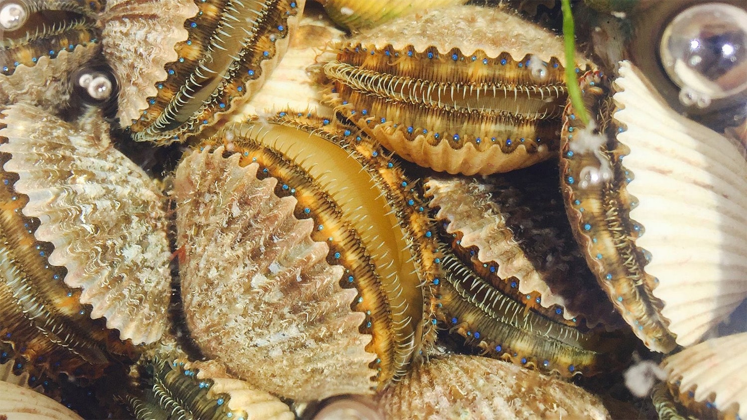 29 interesting facts about scallops