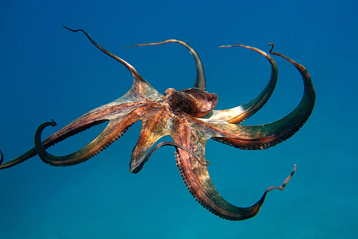 37 interesting facts about squid