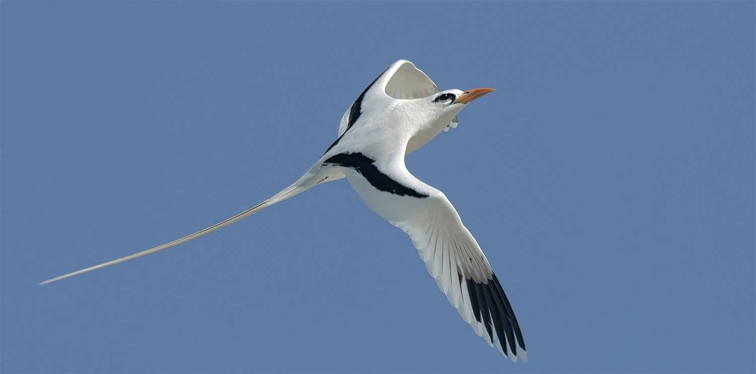 32 interesting facts about tropicbirds
