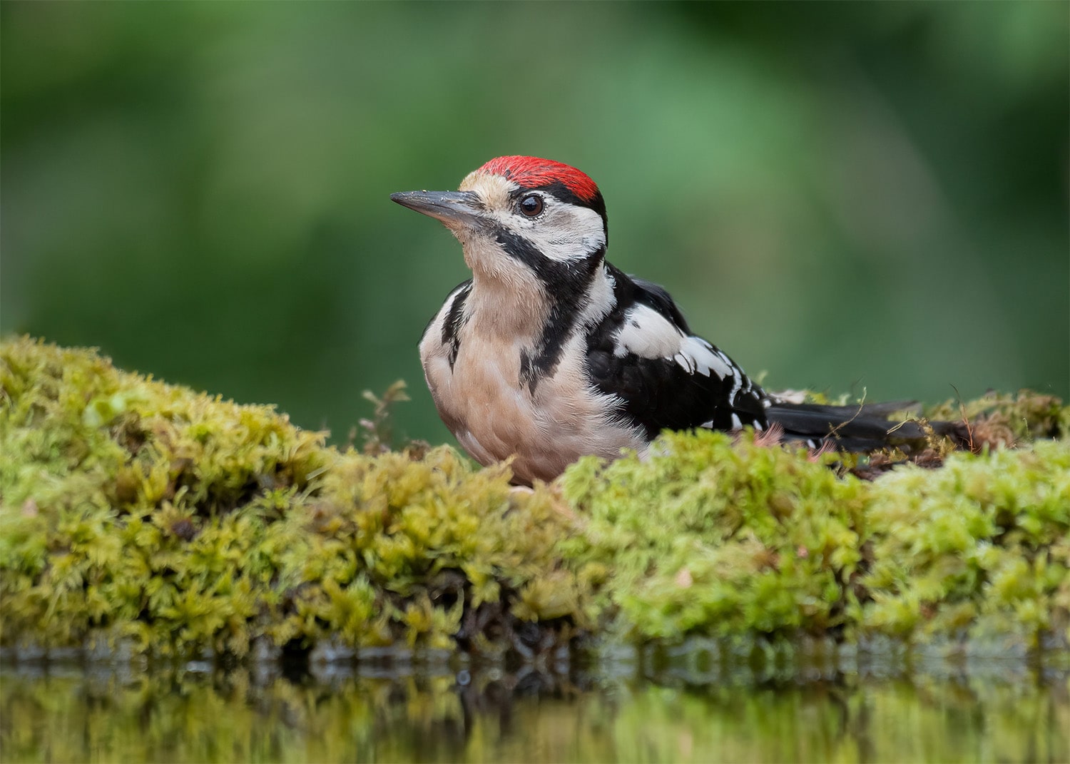33 interesting facts about woodpeckers